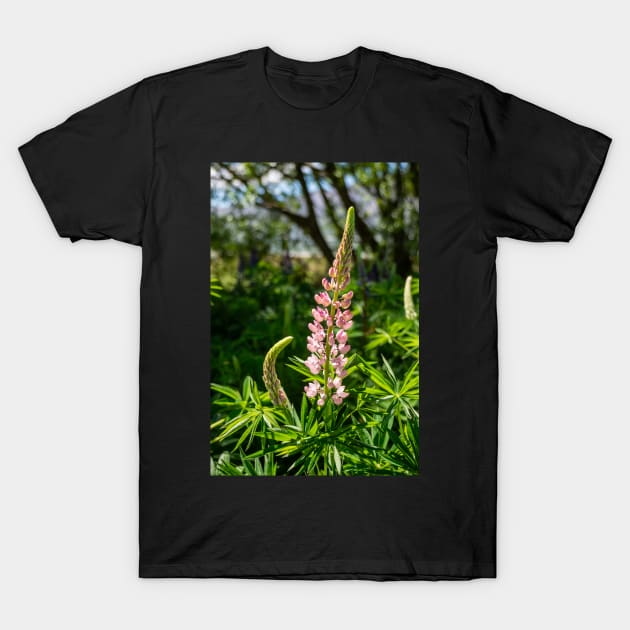 Pink Lupin Flower. T-Shirt by sma1050